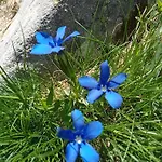 Joli Vue Montagne * Allos