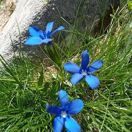 Joli Vue Montagne * Allos